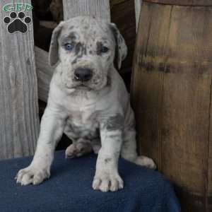 Happy, Great Dane Puppy